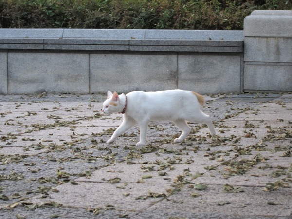 赤い首輪をつけて、とことこと駆けて行った猫。誰が飼ってるんだろう。ちょっと気になる（2009年10月 キヤノン Powershot S90）