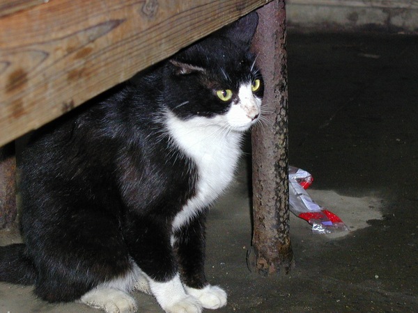 1999年に撮った銭洗弁天の猫。ベンチの下でくつろいでいた。画質にちょっと時代を感じるね（1999年5月 オリンパス C-2000Z）