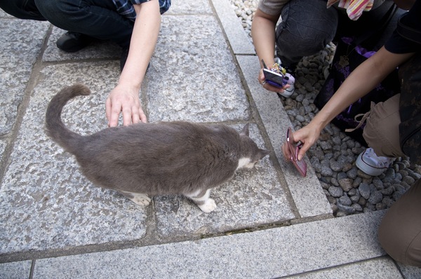 お寺の猫はたいてい人気者。みんなケータイやデジカメを取り出して撮ってみる。でも、近すぎてピントが合わないんじゃないかといらぬ心配。ああ、こういうときはもっとローアングルで撮りたいよね（2011年6月 ニコン D7000）