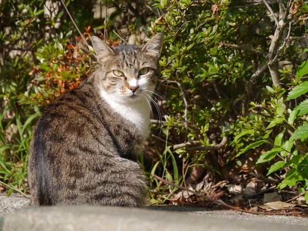 日差しの下の猫はキリッとしててかっこいい。駐車場の片隅でのんびりしていた猫をちょっと離れて望遠で狙ってみた（2011年7月 パナソニック LUMIX DMC-G3）