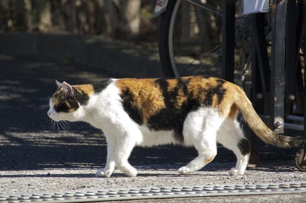 寒い冬の日、たまたま目の前を猫が通り過ぎていったので、たまたま持ってたカメラで即座に狙って見た（2011年2月 ソニー NEX-5）