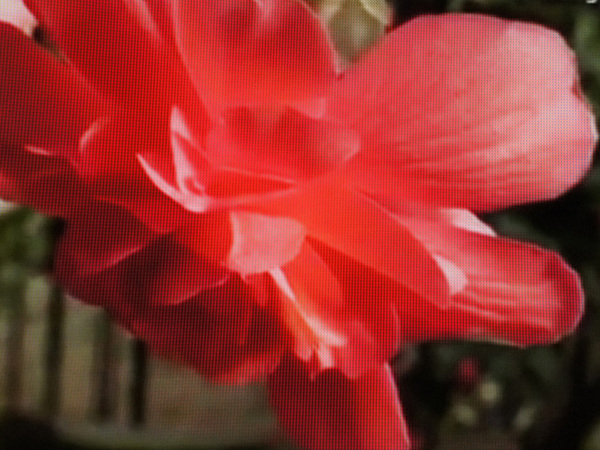 赤い花をアップで撮影した映像。驚くのは、花びらの細かいしわなど、撮影時には確かにあった情報まできちんと復元していること。輪郭の再現もシャープだ