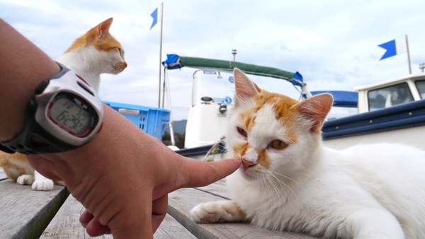 朝の桟橋にて。指を出したらめんどくさそうにちょっとだけくんくんしてくれた。やはり猫を撮るなら早朝ですな（2011年7月 パナソニック DMC-G3）