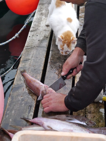 桟橋で魚をさばく漁師さんとそれをじーっと待ってる猫。今にも飛びつきそう（2011年7月 パナソニック DMC-G3）