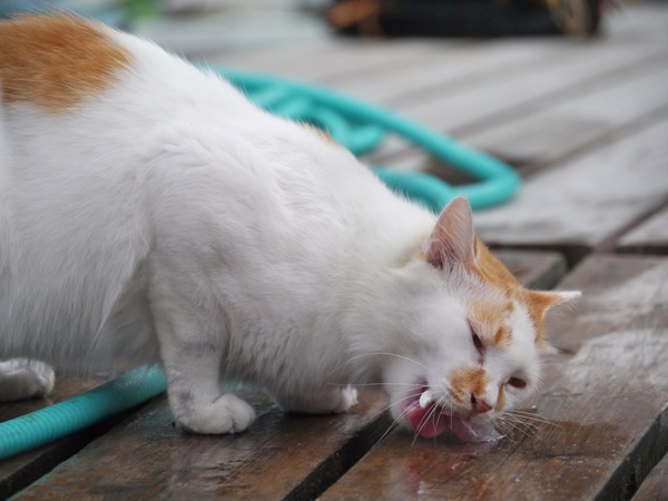 お刺身は顔を横にして、横から食べるところが猫。舌がちょっとはみ出ているとこがおかしい。それにしても、いい身分すぎ（2011年7月 パナソニック DMC-G3）