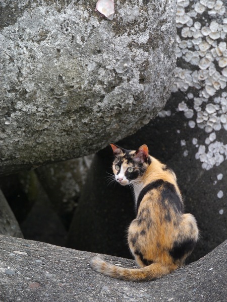 テトラポッドに飛び乗ったあと、周りを伺っている様子を狙って見た。立体迷宮のようなテトラポッド群は猫の格好の遊び場。ちなみに、たまに海に落ちるけど、自力で戻ってくるそうです（2011年7月 パナソニック LUMIX DMC-G3）