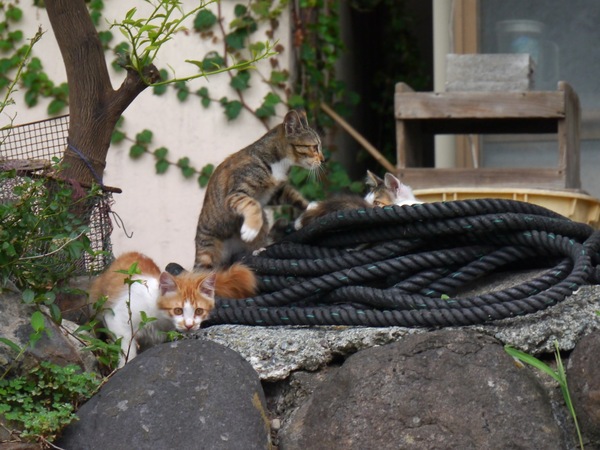 賑やかに遊んでいる子猫集団発見。これは撮らねばっ（2011年7月 パナソニック LUMIX DMC-G3）