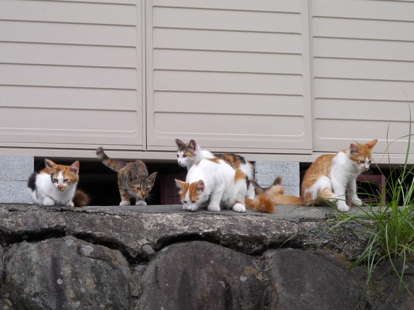 餌に釣られて5匹の猫が勢揃い。みんなちょっとずつ模様や毛並みが違っていて面白い（2011年7月 パナソニック LUMIX DMC-G3）