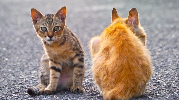 渡船場近くの歩道をうろうろしていた猫たち。その2匹がど真ん中でちょこんと座っていたので、ぐぐっと寄って撮ってみた。左はまだ子猫だ（2011年8月 パナソニック DMC-G3）