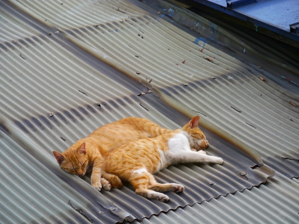 先ほどの屋根の上猫がいつのまにかくっついて寝てるではないか。あまりにかわいいので望遠で（2011年8月 パナソニック DMC-G3）
