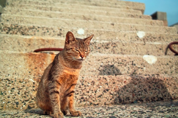 シャープさと発色のよさが特徴。とことこと階段を下りてきて気持ちよさそうに朝日を浴びている猫を（2011年8月 シグマ DP2s）