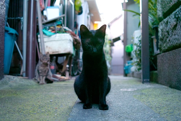 早朝、路地を入って行ったら、黒猫にきりっと睨まれた。でも、実は上の写真にも写っている人なつこい猫です（2011年8月 シグマ DP2s）
