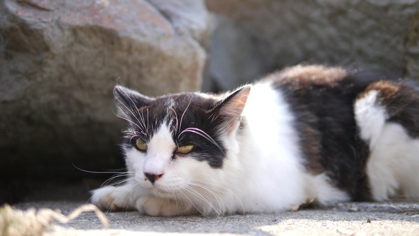 岩場の影でうろうろしていた白黒のふさふさ猫。触らせてはくれないけど、人をあまり怖がらず、健康そうでありました。液晶モニターを開いてローアングルで（2011年8月 パナソニック DMC-G3）