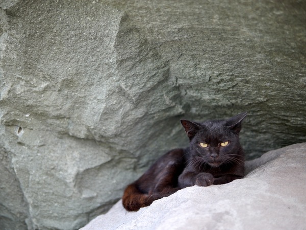 岩と岩の間にいい感じに楔状の空間があって、そこに隠れてお昼寝していた黒猫。我々が見つけたとたん「昼寝の邪魔したな～」って顔でじろりと睨まれた。すみませんすみません（2011年8月 パナソニック DMC-G3）