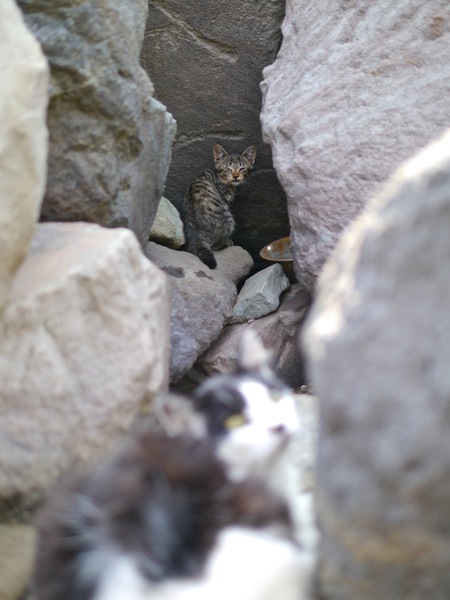 岩場の奥に目を細めた子猫発見。目ヤニがひどそうなのでちょっと病気かもしれない。やっぱ夏は子猫がいるのだ。でも、この後とことこと奥へ隠れちゃいました（2011年8月 パナソニック DMC-G3）