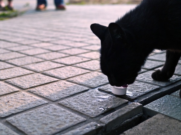 さっきのとは別の黒猫。小さなキャップから器用に水を飲んでいる。そんなものしかなくてすまんかった（2011年8月 パナソニック DMC-G3）