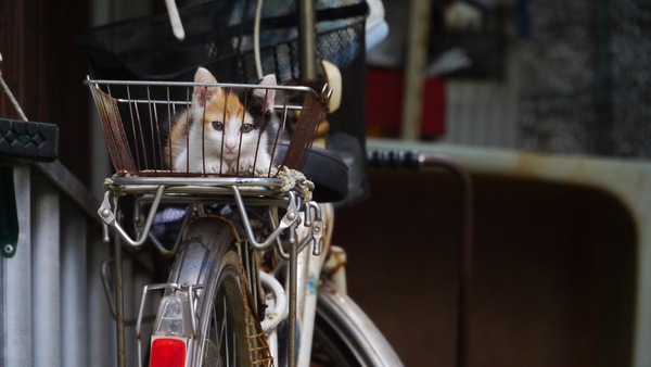 民家の庭の自転車の籠でちょこんと座っていた三毛の子猫。じーっとこっちを見てました（2011年8月 パナソニック DMC-G3）