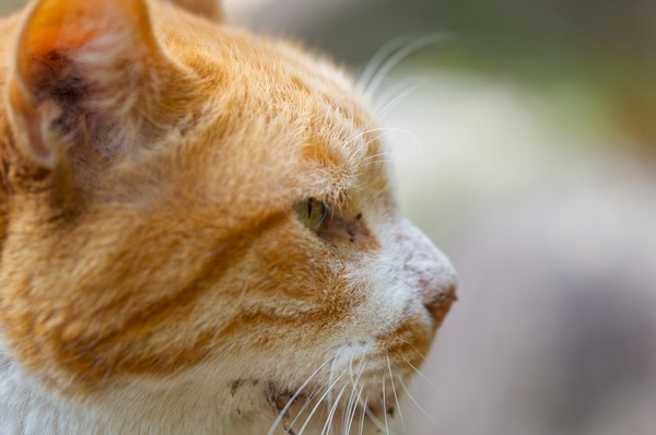 お寺を散策していたら見つけた猫。横顔だけどなんとか目にピントを合わせてみた（2011年10月 ニコン D7000）