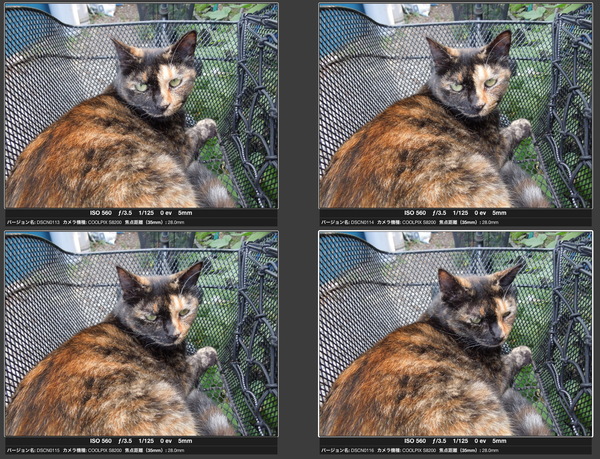 自転車の後ろカゴでくつろいでいた猫をペットモードで自動連写。こんな風に撮れる。1枚1枚微妙に違うので、あとで選ぶのも楽しい
