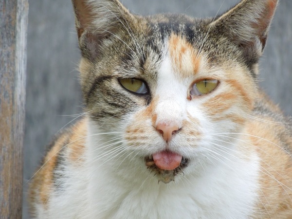 舌出し猫の顔をアップで。好きで舌を出しているわけじゃなくて、口内炎か歯が悪いのか、そんな感じかも（2011年9月 ニコン COOLPIX S8200）