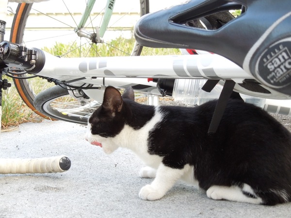 自転車の脇にとことことやってきた白黒猫。まだ若くて好奇心いっぱいという感じだった。舌をぺろりとした瞬間（2011年9月 ニコン COOLPIX S8200）
