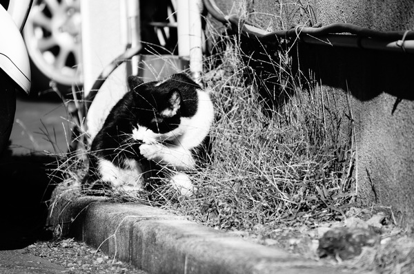 道路脇でこっそり毛繕いする白黒猫を「ハイコントラストモノクロ」で。わざとコントラストを上げることで、キリっとしたモノクロ写真になる（2011年10月　ソニー NEX-5N）