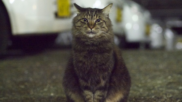 夜の駐車場猫。待っているとそろそろと出てきて、「なんかくれるの？」って顔でちょこんと座る（2011年9月 パナソニック DMC-G3 + OLYMPUS 45mm F1.8）