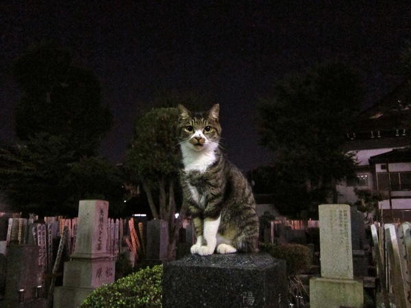 墓石の上にいた猫。背景が暗いので-2の露出補正をかけて撮って見た。ISO 2000でなんとか（2010年9月 キヤノン PowerShot S95）