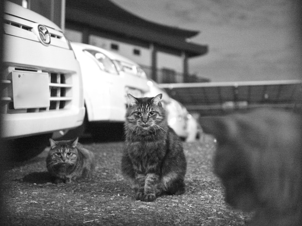 駐車場猫をISO 6400まで上げて撮影。+2.33の露出補正。ノイズが気になる時はモノクロにしちゃうのも手。このざらつきもまたよし（2011年11月 パナソニック DMC-G3 + ズミルックス 25mm F1.4）