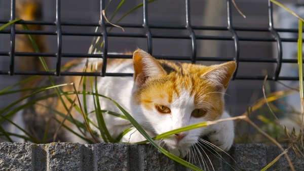 お庭にいた猫。フェンスの隙間から無理矢理顔を出してこっちへ飛び降りようとするのだ。顔を出した瞬間をなんとか撮れた。こんなに人なつっこいとは（2011年11月 パナソニック DMC-G3）