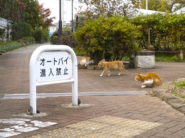 奥まで続く暗渠の途中にある小さな広場に猫集結。このあたりの飼い猫たちで、多少人が近寄っても平気。ただ、真ん中の猫だけはそそくさと退散中（2011年11月 パナソニック DMC-G3）