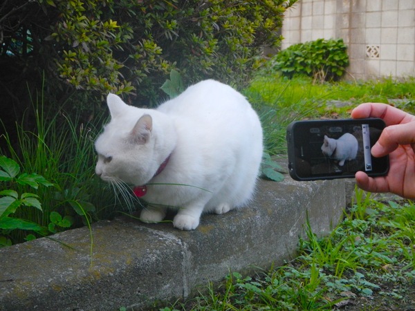 見るからに鬱蒼とした一角に、真っ白な赤首輪白猫登場。撫でさせてはくれるのに、カメラを向けるとぷい（2011年11月 ニコン COOLPIX AW100）