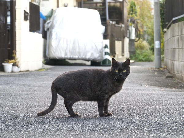 いたっ。そっくりな黒猫。しかも暗渠のど真ん中でポーズつけてくれるなんて（2011年11月 パナソニック DMC-G3）