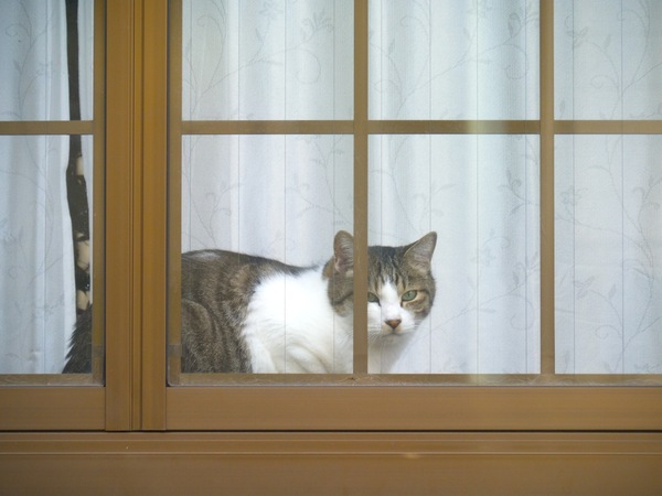 窓際に猫を発見したので、道路から望遠で狙ってみた。外へ出たそうでもあり、室内は暖かくていいなあと思っている風でもあり（2011年11月 パナソニック DMC-G3）