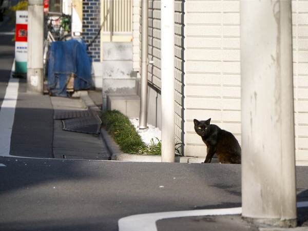秋も深まると、微妙な日向を探し始めるのが猫。十字路の端っこで周りを警戒しながら日向ぼっこの黒猫（2011年11月 パナソニック DMC-G3）