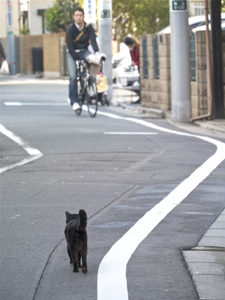 見つけられてしまったので、その場を去る黒猫。でも今度は向こうから自転車が。それはそれとして、こういう微妙にカーブした道っていいよね（2011年11月 パナソニック DMC-G3）