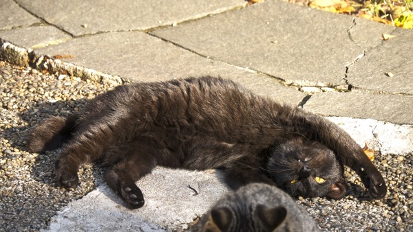 おなかにも日光を！ とばかりに寝転がる黒猫。一瞬なので、高速連写モードで狙うべし（2011年11月 パナソニック DMC-G3）