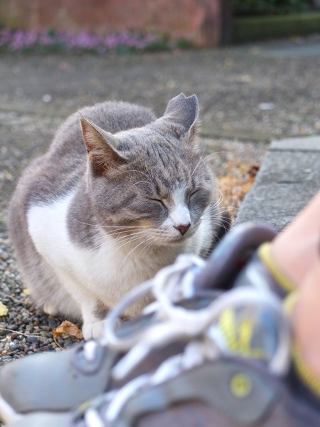 貫禄の出てくるお年頃のグレー猫。耳の切り欠きは去勢の印。足元に来てちょこんと座って、ほかの猫たちが遊んでいても我関せずと決め込む（2011年11月 フジフィルム X10）