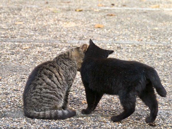 頬ずりしている後ろ姿。遊びたがりの黒猫はほかの猫に近寄っては遊んだり、遊ばれたりしていた（2011年11月 パナソニック DMC-G3）