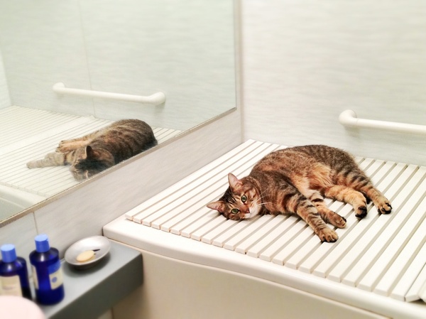 ちょいとトリミングして明るく爽やかなお風呂場って雰囲気にしてみた風呂場のかふか。猫は何気なく一番快適な場所を見つけるもんです（2011年11月 アップル iPhone 4S）