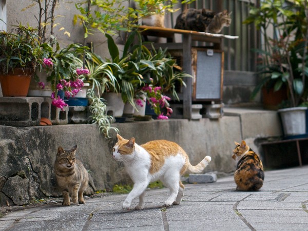 いつのまにか1匹増えていた玄関前。とことことえらそうに歩いている猫の向こうに、ちょっと警戒気味のヤツが（2012年1月 パナソニック DMC-G3）