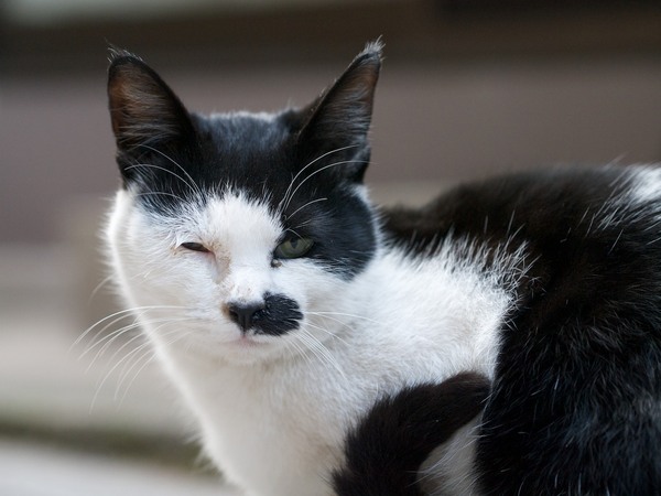 ちょいと貫禄のある白黒猫。一番人に慣れていた（2012年1月 パナソニック DMC-G3）
