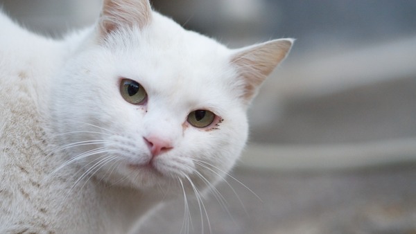 人が近づくと顔をひょいと出してチェックする白猫。真っ白が魅力的です。逃げないでいてくれたので、ちゃんと目にピントを合わせて、ちょっとプラスの補正をして白くふんわりと撮影（2012年1月 パナソニック DMC-G3）