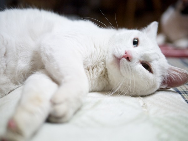 Ascii Jp 白猫を撮るときは思いっきり白く 明るく 爽やかに 2 2