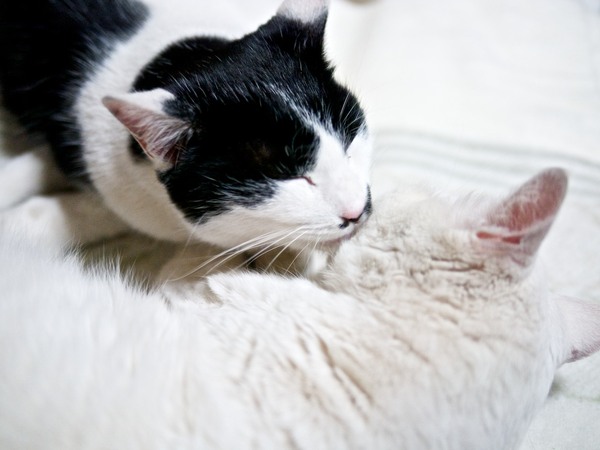 白っぽい毛布の上で白い猫と白黒の猫という、もう白だらけの構図。せっかくだから思い切り白く撮ってみた。ちょっとブレているのは気にしないでくださいまし（2012年1月 パナソニック DMC-G3）