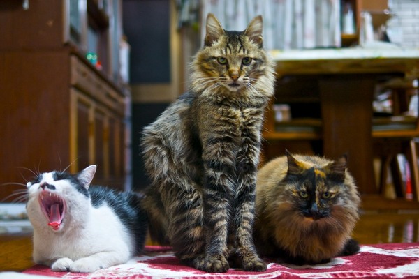 3匹勢揃いを猫目線で。すっくと立ち上がった立派な若猫は、右にいるもこもこ猫の子供だったのだ。精悍なイケメン猫である。ファーのような首筋の長毛に母の面影（2012年1月 パナソニック DMC-G3）