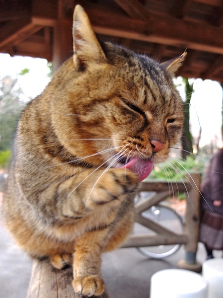 猫の舌はこんなにざらざらしてますの図。前後撮り連写した中の1枚。顔や手はブレているけど、舌のザラザラ感がしっかり出てたので採用した（2012年1月 富士フイルム X10）