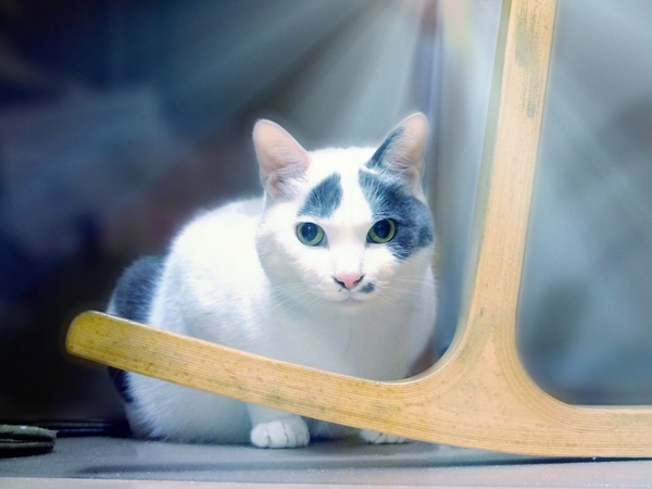 背景を大きくボカした上で「Light ray」フィルターで後ろから光線を当ててみた。元は散らかった部屋で撮った普通の飼い猫写真なんですけどね（2012年1月 富士フイルム X10）