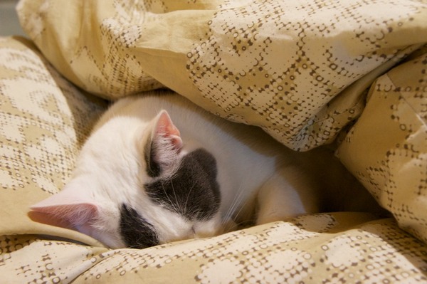 大五郎は布団のちょっとした隙間に潜り込む。ただ、布団で寝ているところを撮ろうとすると、すぐ起きちゃうのだよね。どうも「ここは自分の場所じゃない」と思っているらしい（2012年2月 ソニー NEX-5N）