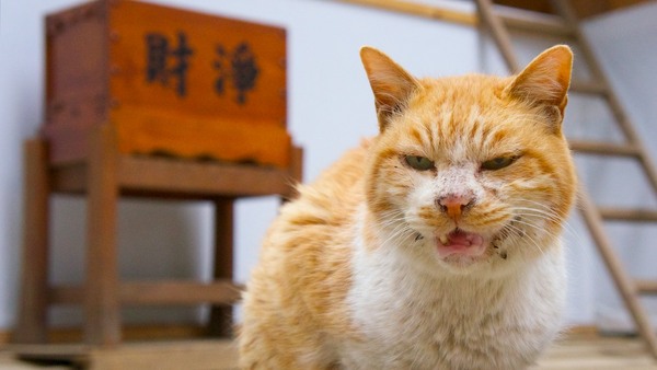 ちょっと口を開いた瞬間を狙って。寺社猫写真を撮るときは、背景にそれっぽいものを入れるのがポイント（2012年2月 ソニー NEX-5N）